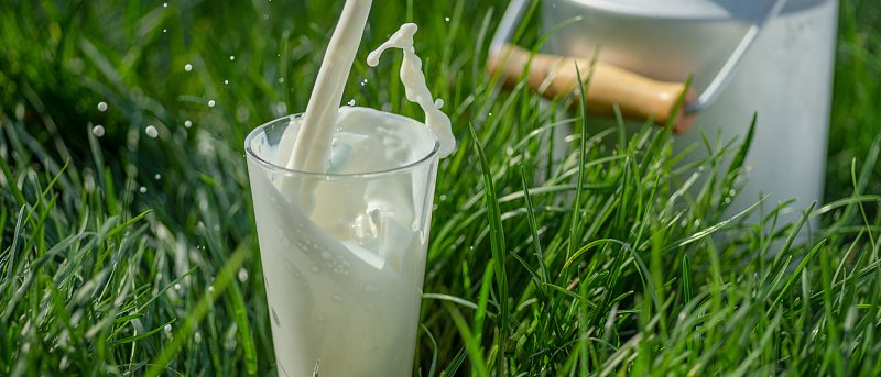 Μεγάλη διαφοροποίηση τιμών στο αιγοπρόβειο γάλα, σε ανασφάλεια οι κτηνοτρόφοι λόγω ζωονόσων