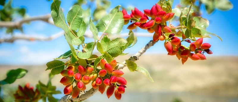 Λίπανση στη φιστικιά: Ένας χρήσιμος οδηγός για τον παραγωγό