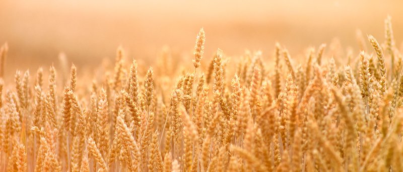 Τι κερδίζει παραγωγός από Οικολογικά Σχήματα αν από βαμβάκι μηδική και καλαμπόκι στράφηκε σε σιτηρά και ψυχανθή