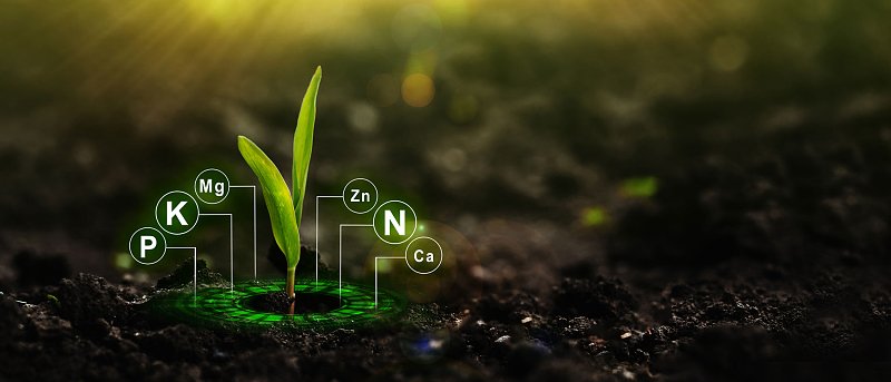 Fe, Zn, B στο έδαφος: γιατί υπάρχουν μικροθρεπτικά αλλά δεν φτάνουν στο φυτό