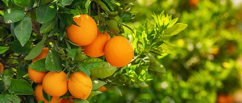 Βγήκαν στις αγορές τα πορτοκάλια της Αιγύπτου «πάγωσαν» οι ελληνικές εξαγωγές