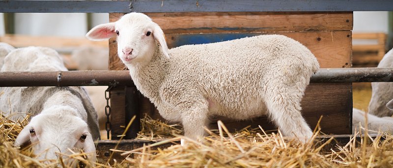 Καταγγελίες ότι δεν υπάρχει θεσμικό πλαίσιο στις απολυμάνσεις, δεν έχουμε πιστοποιημένους απολυμαντές και δεν γίνεται έλεγχος