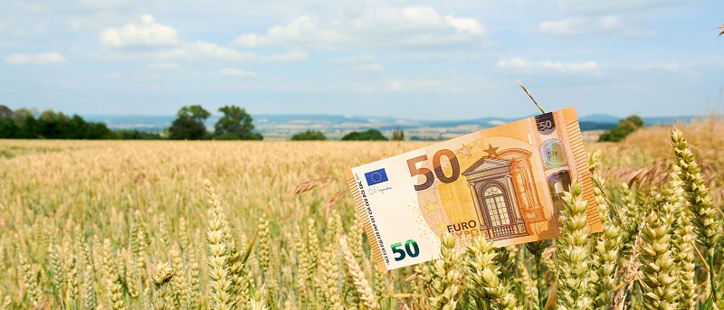 Από Οικολογικά δεν μπορούν να καταβληθούν οι ενισχύσεις 80 εκ. ευρώ σε βαμβάκι και σιτάρι λένε τα ΚΥΔ