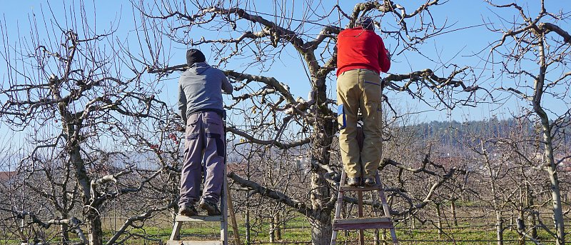 Κλάδεμα μηλιάς: τι χρειάζεται προσοχή τον χειμώνα στο χωράφι