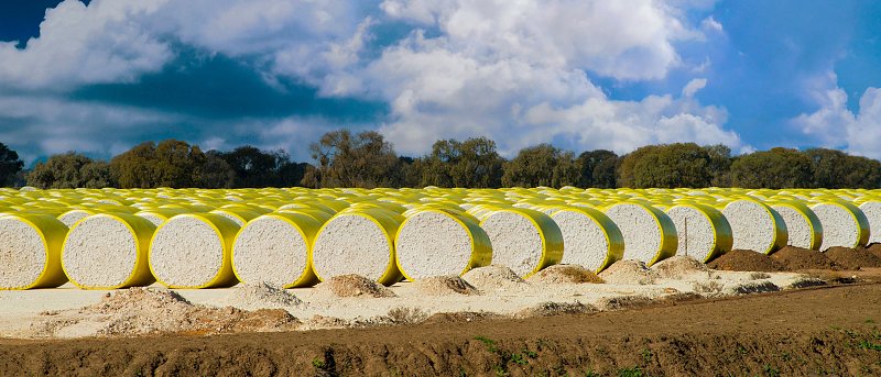 Βαμβάκι και ΠΟΕ: οι διαπραγματεύσεις ενόψει της 14ης Υπουργικής Διάσκεψης με φόντο Ινδία, ΗΠΑ και ΕΕ