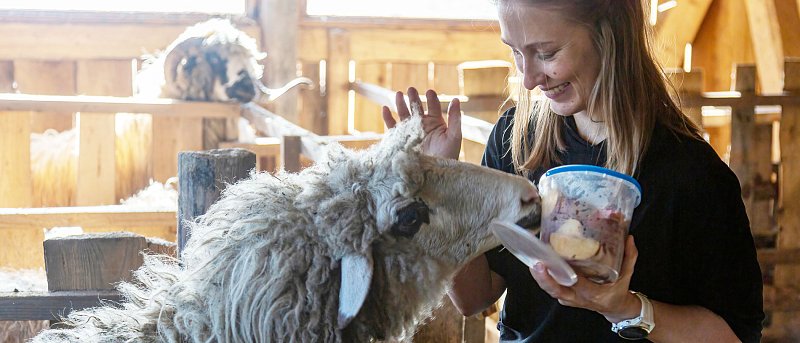 Πότε κινδυνεύουν οι κτηνοτρόφοι να μην πληρωθούν συνδεδεμένες και αποζημιώσεις για θανάτωση ζώων