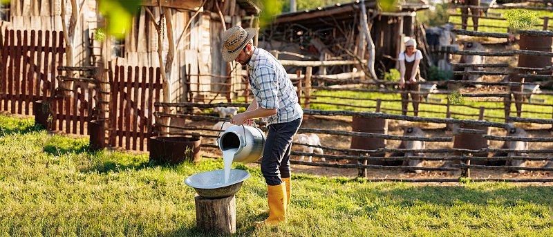 Έκλεισαν οι πρώτες εμπορικές συμφωνίες για το αιγοπρόβειο γάλα, που κυμαίνονται φέτος οι τιμές