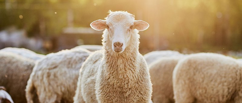 Έστησαν εγκληματική οργάνωση και έκαναν ζωοκλοπές, έσφαζαν πρόβατα και πουλούσαν το κρέας στα 2 χασάπικα που είχαν