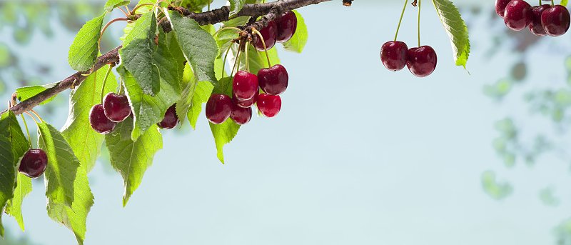 Τιμές που βγήκαν στην αγορά τα πρώτα κεράσια, εκτιμήσεις φετινής παραγωγής, τις βροχές φοβούνται οι κερασοπαραγωγοί