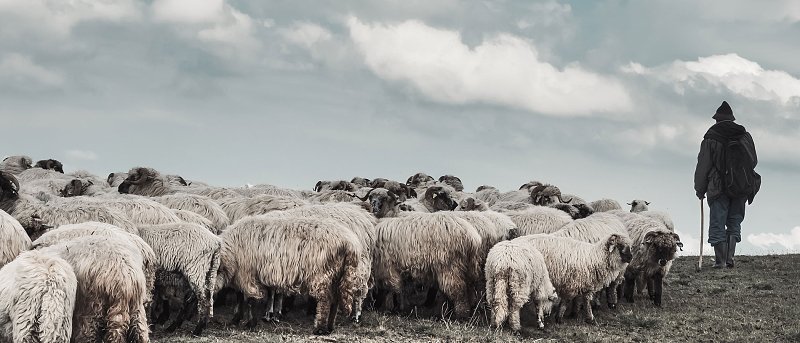 Συνέλαβαν κτηνοτρόφο που πήγε να βοσκήσει τα ζώα του σε δικό του αγροτεμάχιο