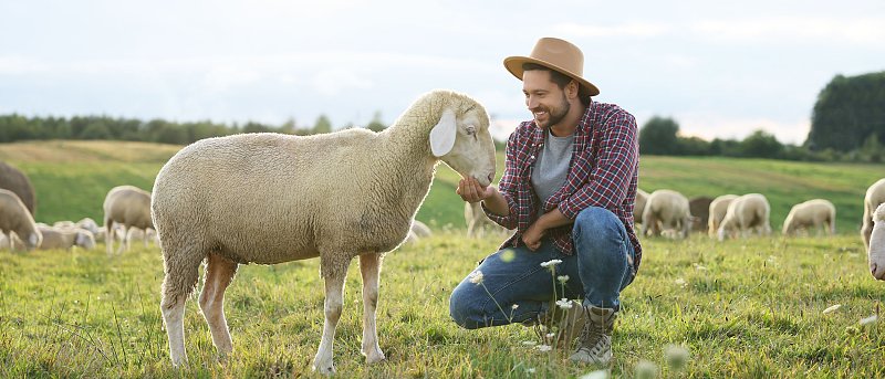 Μέχρι πότε κάνουν οι κτηνοτρόφοι αιτήσεις για ανωτέρα βία στην ΑΑΔΕ, αλλιώς θα χάσουν τις ενισχύσεις