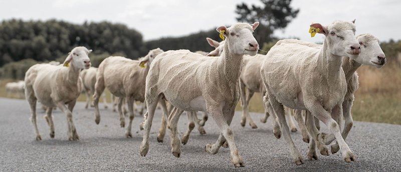 Τσιάρας: «Κάνουμε ένα γενναίο βήμα για τη στήριξη της ελληνικής κτηνοτροφίας».