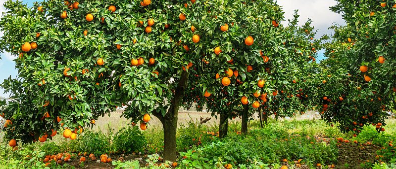 Πορτοκάλια: Που είναι οι τιμές, ξεκίνησαν οι καλλιεργητικές εργασίες, προβλέψεις παγκόσμιας παραγωγής και εξαγωγών