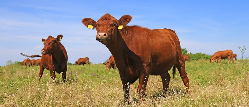 Λύση στα μη επιλέξιμα «πορτοκαλί» βοσκοτόπια - αγροτεμάχια και πρόσθετη πληρωμή συνδεδεμένης ζητούν οι βοοτρόφοι