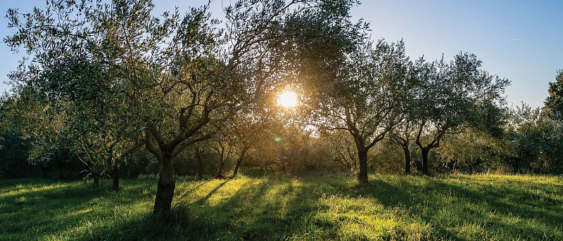 Η εικόνα της παραγωγής στις κύριες ελαιουργικές ζώνες, που κυμαίνονται οι τιμές του ελαιολάδου για τα περσινά αποθέματα