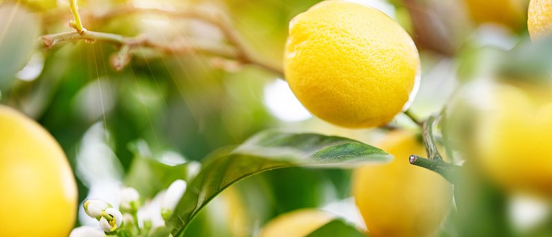 Στα 90 λεπτά οι τιμές στα λεμόνια, η μειωμένη παγκόμια προσφορά κρατά σε χαμηλά επίπεδα τις εισαγωγές