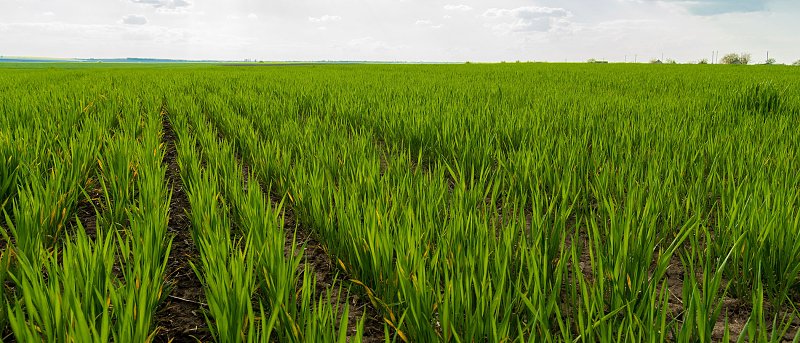 Σιτηρά: Μυκητολογικές ασθένειες και τροφοπενίες – Τι να προσέξουν οι παραγωγοί
