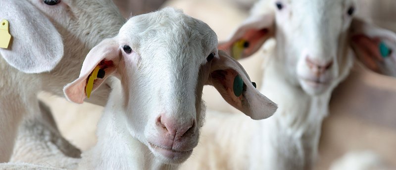 Νέο πρόγραμμα κατάρτισης για τη διαχείριση ζωονόσων, δικαιούχοι και παροχές