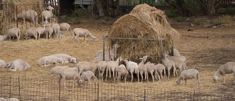 O Αντώνης Πολίτης είναι ο Υπεύθυνος Επικοινωνίας και διοικητικός υπάλληλος του Αγροτικού Συνεταιρισμού Ζαγοράς Πηλίου (Zagorin)