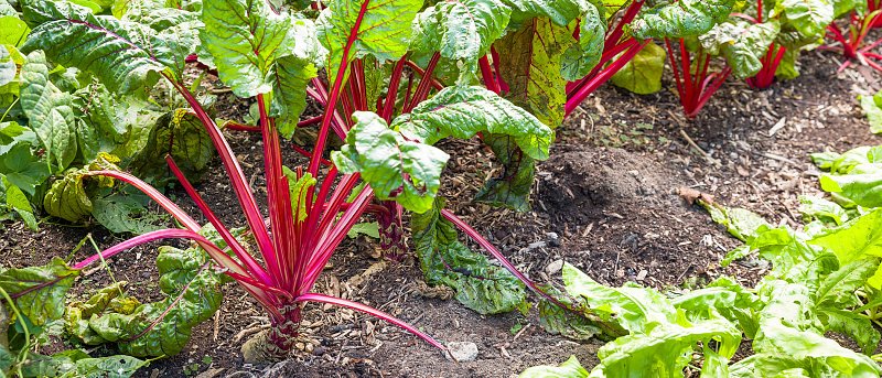 Σέσκουλα: μια καλλιέργεια χαμηλών τόνων, με απαιτήσεις και χαρακτήρα