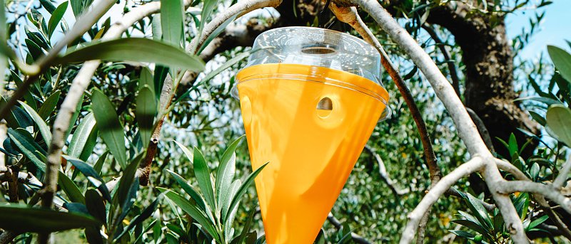 Περιοχές που διενεργήθηκε δακοκτονία το 2025-2026 και πως υπολογίζεται η εισφορά που πληρώνουν οι παραγωγοί