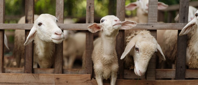 Μέχρι τέλος Απριλίου πληρώνονται κτηνοτρόφοι αποζημιώσεις αλλά όχι de minimis για ζωοτροφές