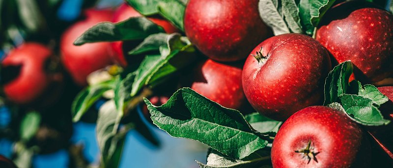 Προβλήματα στις εξαγωγές μήλων λόγω πολέμου στον Κόλπο, στη δικαιοσύνη οι μηλοπαραγωγοί Καστοριάς κατά του ΕΛΓΑ γα προανθικό