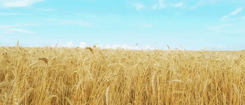 Πράσινο φως από ΕΛΓΑ για ad hoc πρόγραμμα αποζημιώσεων στους παραγωγούς σιτηρών το 2024 ύψους 77 εκ. ευρώ