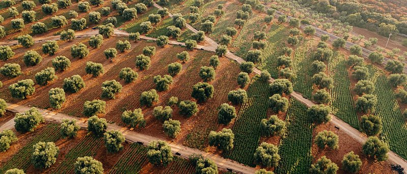 Συνεχίζεται η δήλωση ελαιόδεντρων στο «Ελαιοκομικό Μητρώο», πως γίνεται η εγγραφή και η τροποποίηση