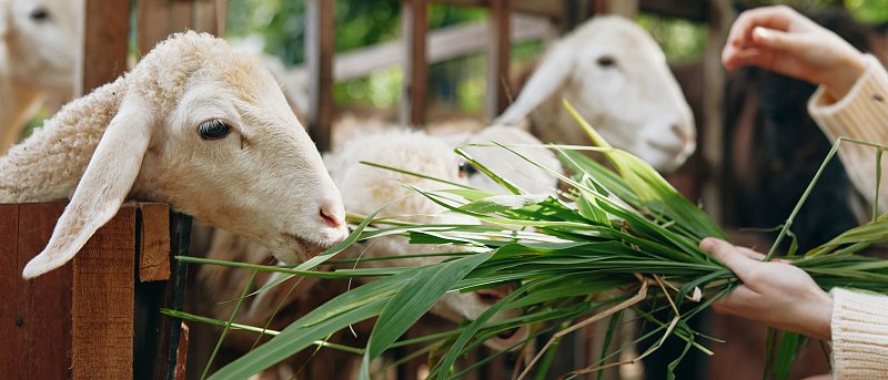 Στο 100% αποζημιώσεις για αφθώδη στη Λέσβο λέει το ΥπΑΑΤ, προσλαμβάνουν διοικητικούς και όχι κτηνίατρους για ζωονόσους
