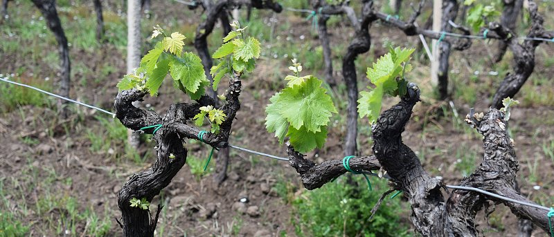 Εγκατάσταση αμπελώνα: Όσα πρέπει να γνωρίζει ο παραγωγός πριν κάνει το μεγάλο βήμα