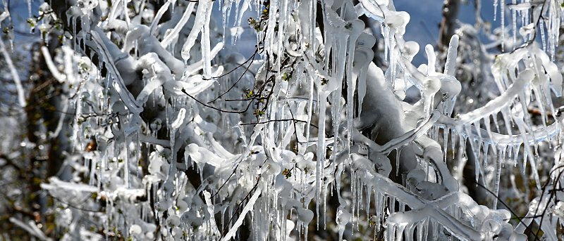 Ανοιξιάτικοι παγετοί: όταν η άνοιξη έρχεται νωρίς και ο λογαριασμός πληρώνεται ακριβά