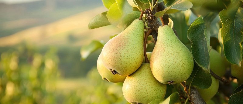 Αχλαδιά: Οι κρίσιμες εργασίες της περιόδου που καθορίζουν την παραγωγή και την ποιότητα