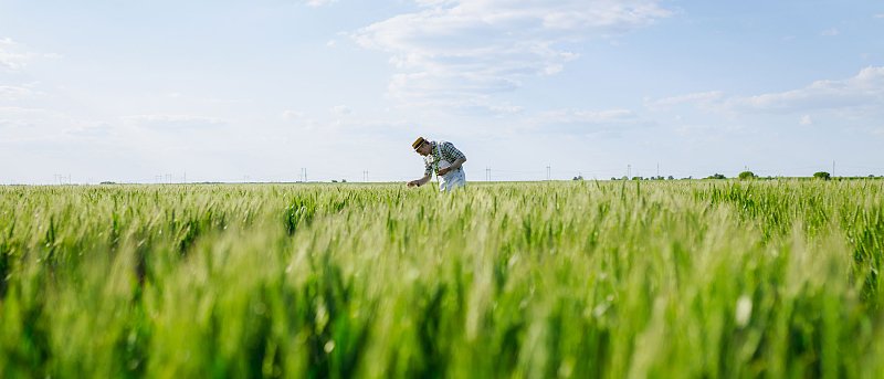 Οι βροχές βοηθούν την καλλιέργεια σιταριού, η τιμή που αγόρασε με διαγωνισμό 60.000 τόνους η Ιορδανία