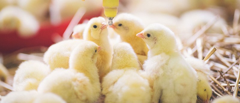 Τα σημαντικά προβλήματα των πτηνοτρόφων κρεατοπαραγωγής που ζητούν λύσεις