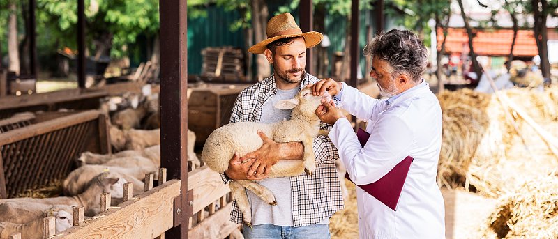 Προβατοτροφία: Μικρές καθημερινές αποφάσεις που κάνουν τη διαφορά