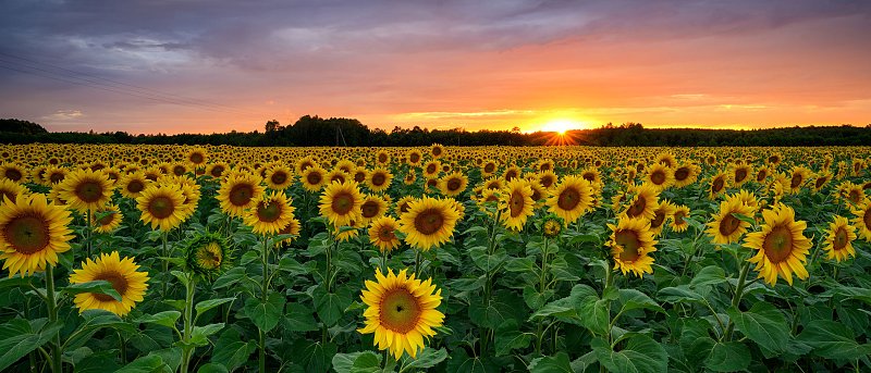 Συνεχίζονται οι σπορές στον ηλίανθο, ακόμη δεν έχει υπογραφεί η κατανομή, στα 40 λεπτά εγγυημένη τιμή στα συμβόλαια