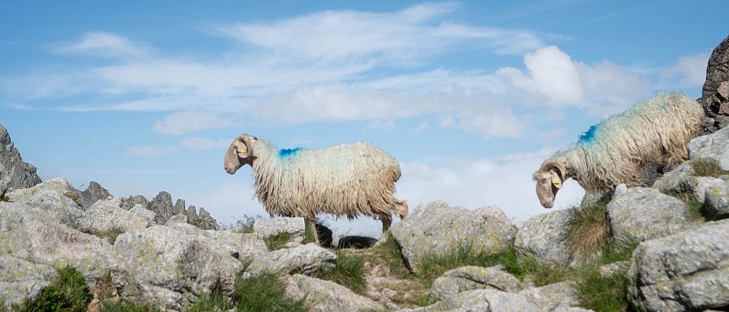 Το ΥπΑΑΤ δήλωσε στην EFSA ότι η χώρα μας έχει 16 εκ. αιγοπρόβατα, τώρα λέει ότι θα κάνει καταμέτρηση ζώων