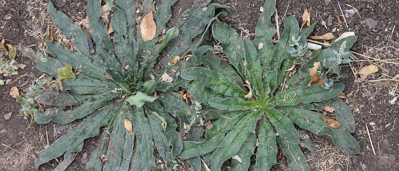 Κόνυζα σε δενδρώνες και αμπελώνες: ένα ζιζάνιο που εξαπλώνεται και δυσκολεύει την καταπολέμηση