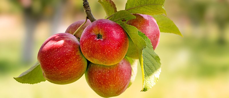 Κλαδέματα και λιπάνσεις κάνουν οι μηλοπαραγωγοί, αν και υπάρχει μεγάλη έλλειψη ρευστότητας