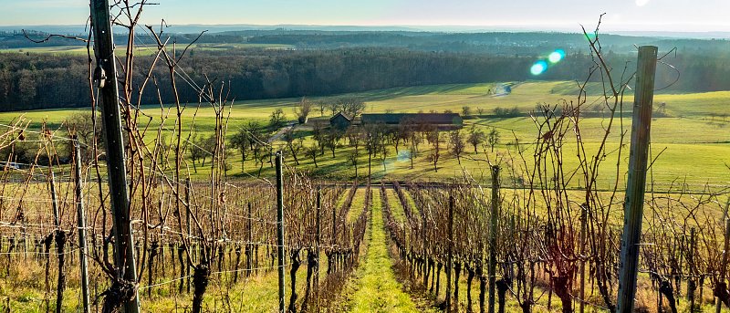 Ασθένειες ξύλου στην άμπελο: πώς η πρόληψη κρίνει την υγεία των πρέμνων