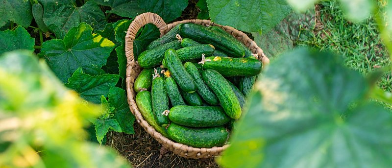 Παραμένουν υψηλές οι τιμές αγγουριών, τι να προσέξουν οι παραγωγοί λόγω της υγρασίας, τι συμβαίνει στην αγορά της ΕΕ