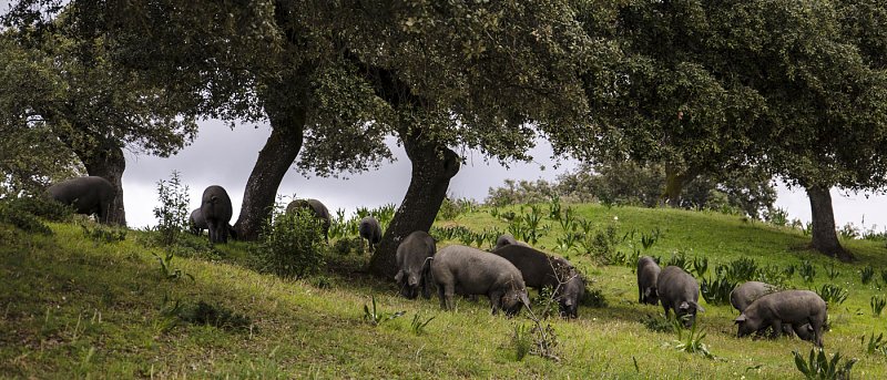 Στον αέρα το νέο πρόγραμμα των αυτόχθονων φυλών, σε απόγνωση οι κτηνοτρόφοι