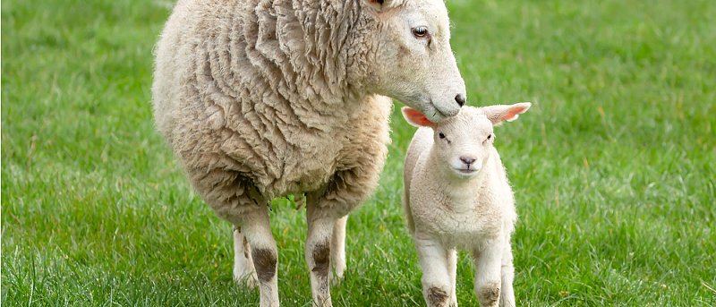 Με καλή ζήτηση και τιμές έφυγαν για εξαγωγή τα ελληνικά αμνοερίφια το Καθολικό Πάσχα