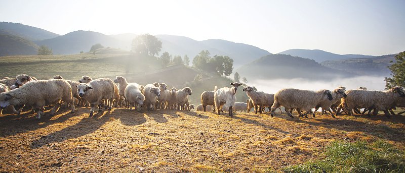 Έρχεται παράταση έως το 2027 για τη νομιμοποίηση κτηνοτροφικών εγκαταστάσεων σε δασικές εκτάσεις
