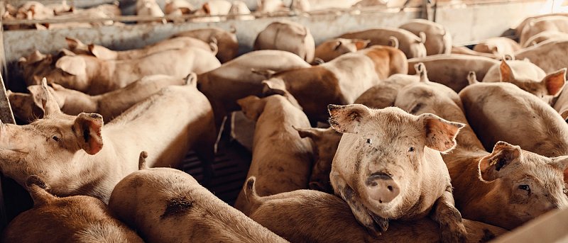 1,46 δισ. δίνει η ΕΕ σε Τσέχους πτηνοτρόφους και χοιροτρόφους για αντιμετώπιση ζωονόσων