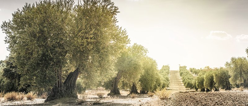 Αόρατες απειλές στον ελαιώνα: Οι ασθένειες που χτυπούν ρίζες, κορμό και ξύλο