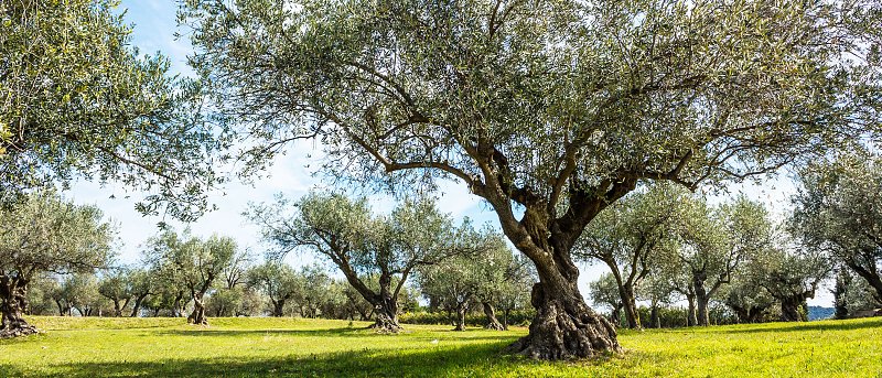 Πώς το γλοιοσπόριο βρίσκει «σύμμαχο» στον δάκο – τι ισχύει για τις προσβολές