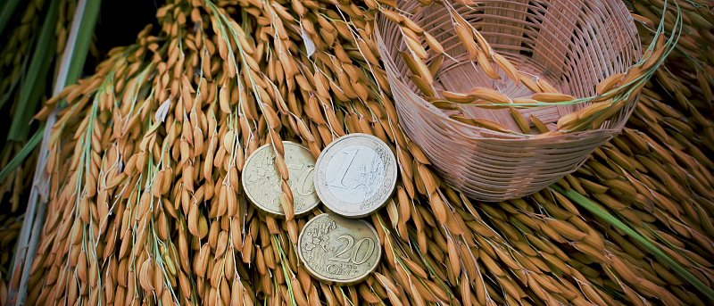 Κλείδωσε η στρεμματική ενίσχυση στο ρύζι, πόση θα είναι και πότε αναμένεται να καταβληθεί