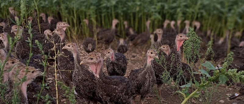 Στήριξη ΥπΑΑΤ και επιδοτήσεις από ΚΑΠ ζητούν οι εκτροφείς γαλοπούλας ελευθέρας βοσκής
